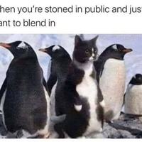 stoned