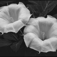 Texture  In Black & White by Paul Kister