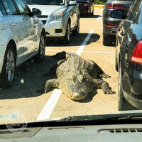 He parks wherever he wants