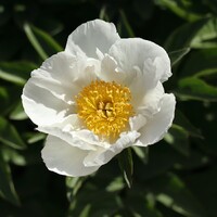 "White/Yellow Peony Ann Arbor Arboretum" by Robert koernke
