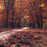 Autumn In The Netherlands
