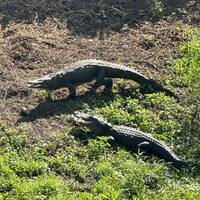 Croc & gator, only in Florida