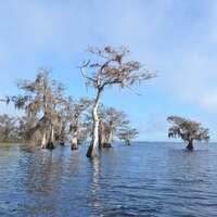 Blue Cypress Lake in winter