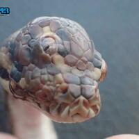 A 3-eyed snake in Australia.  To us it's not weird.