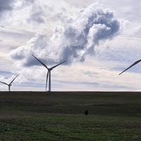 Wind turbines (cows for scale)