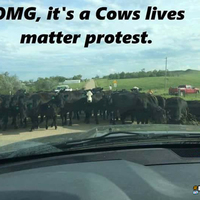 Cows Protest