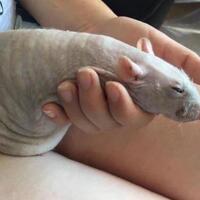 Is that a rat in your pants or are you just pleased to see me?