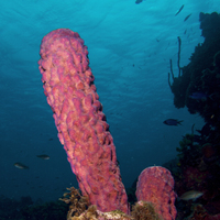 SPONGE