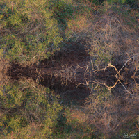 Reflections II Lake Mattamuskeet by Ed Sanford