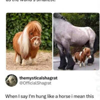 Hung like a horse