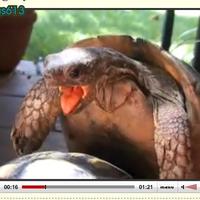 Naughty Turtles