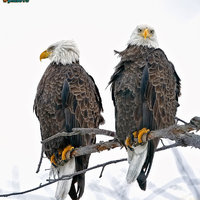 eagles