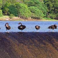 bathing swans