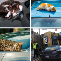 Cats on cars