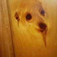 The dog door