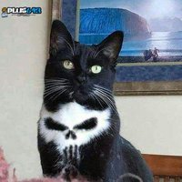 death cat (three times)