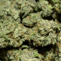 Sticky bud
