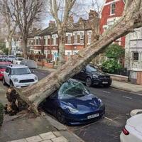 Buy electric, save the planet, save the trees