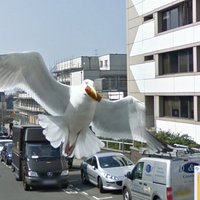 Google Street view seagull attack
