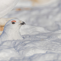 Willow ptarmigan - Male by marius van dyk