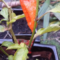 Ghost chilli starting to look angry