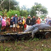 Giant Crocodile Breaks Size Record
