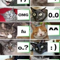 Funny Cats