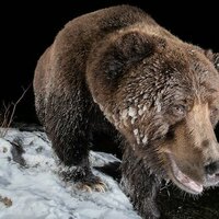 Canada, large grizzly bear in the Yukon