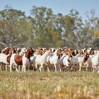 Even more goats!
