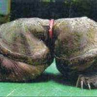 Turtle trap