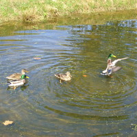 Mallards in one of the many little ponds