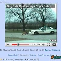 Dog attacks cop car