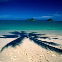 Palm tree lined beach