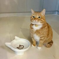 How to annoy a cat 2