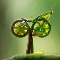 Biking Mantis