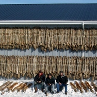 400 coyote pelts