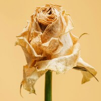 Wilted dried rose with green stem by insung yoon