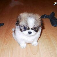 Angry puppy