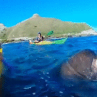 Seal smacks down with an octopus