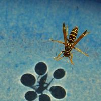 wasp physics experiment