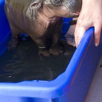 Baby hippo!