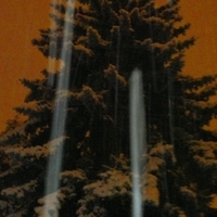 spruce with snow