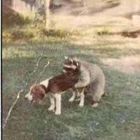 Bad dog!