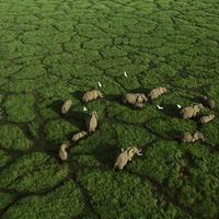 Ambosi Lake Elephants