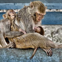Monkey Idyll by Herbert A. Franke