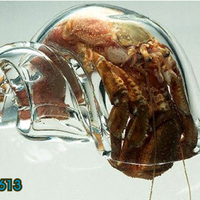 hermit crab in glass