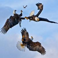 eagle gang fight