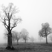 "In the Silence of Fog" by Michael Bottari