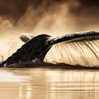 Humpback Tail by Harry Morris