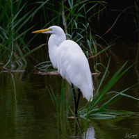 Egret, Lake Mattamuskeet by Ed Sanford